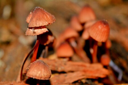 Winter soil mushrooms photo