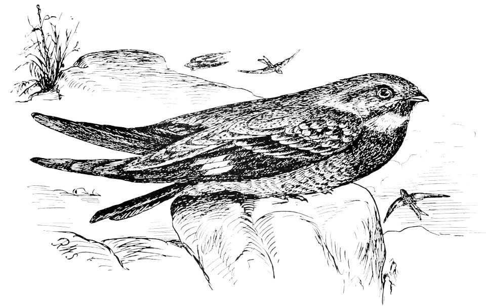 PSM V44 D321 The night hawk c virginianus