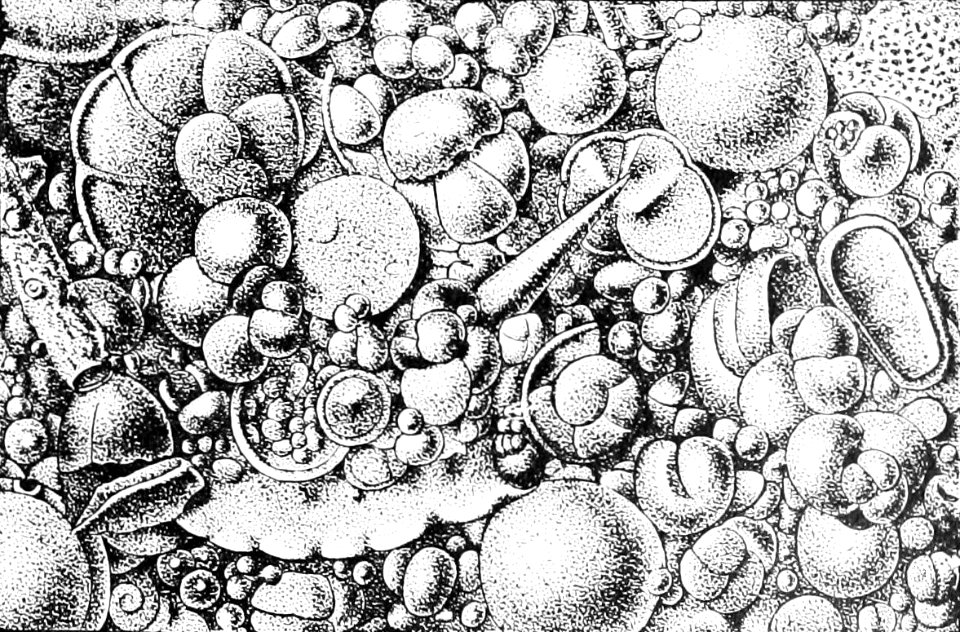 PSM V44 D483 Globigerina ooze