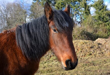 Look horse brown eyes mammal photo