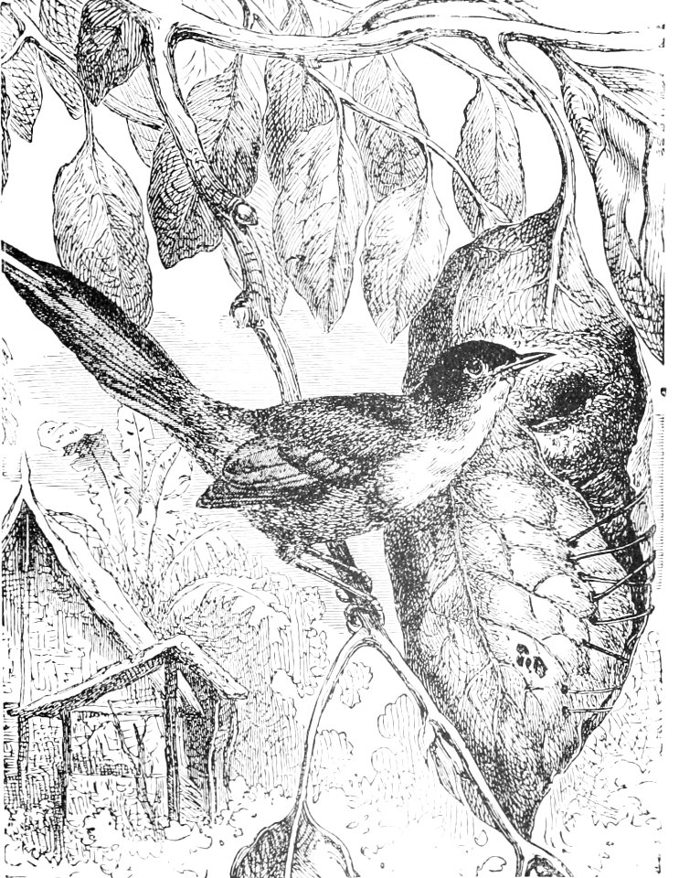 PSM V44 D617 The tailor bird and its nest