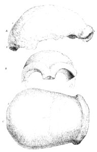 PSM V44 D633 A skull from a neanderthal cavern photo