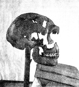 PSM V44 D642 Skull of the man of spy photo