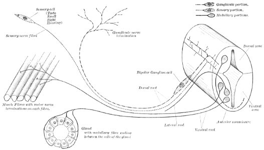 PSM V43 D391 Diagram of the origin and termination of nerve fibres photo