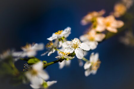 Bloom garden plant