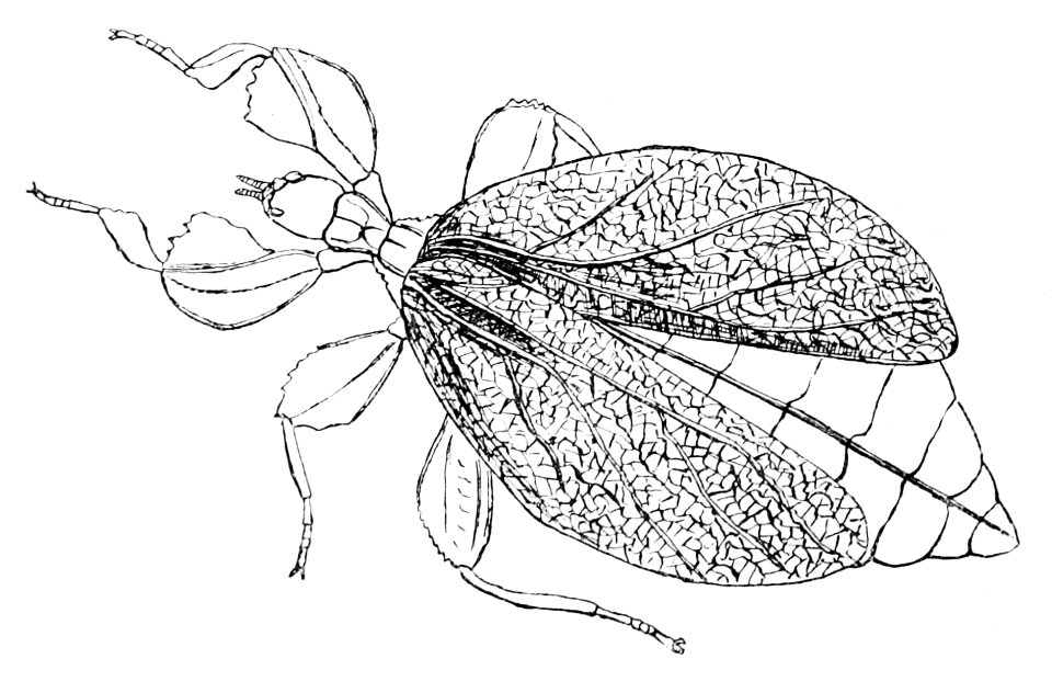 PSM V43 D544 Walking leaf