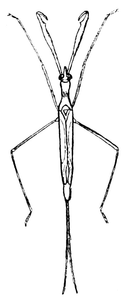 PSM V43 D546 Ranatra Fusca