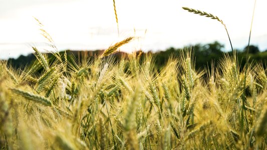 Cereals agriculture harvest
