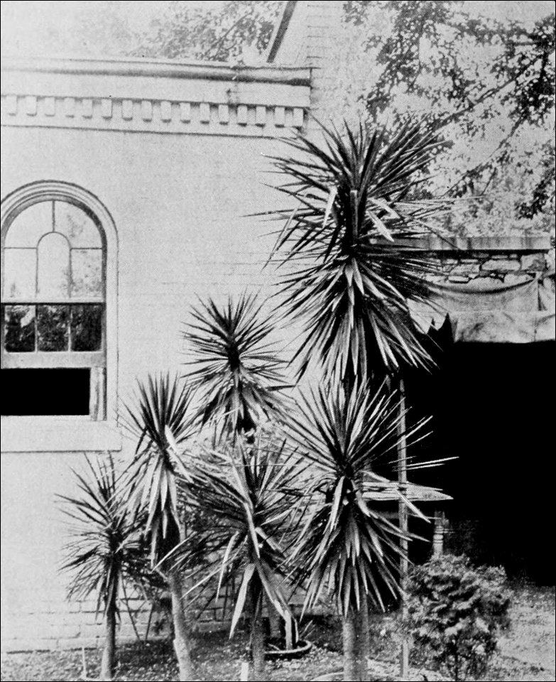 PSM V43 D820 Yucca aloifolia