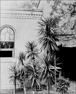 PSM V43 D820 Yucca aloifolia