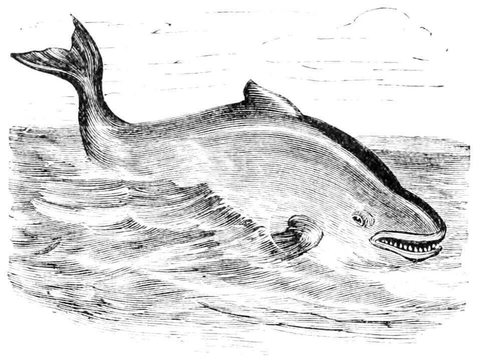 PSM V44 D080 Common porpoise