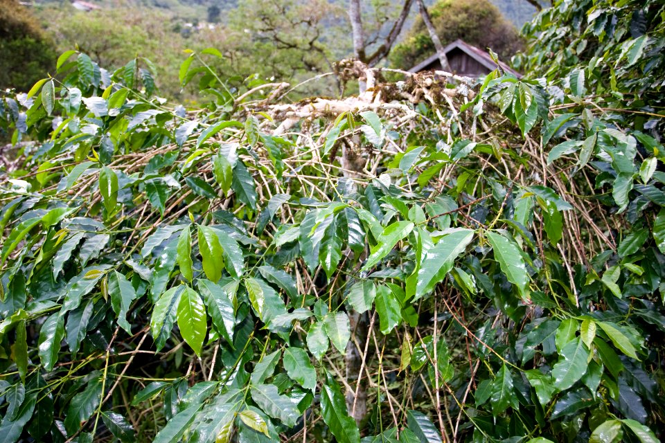 Pruned and well maintained coffee trees in Takengon Aceh (5281249301)