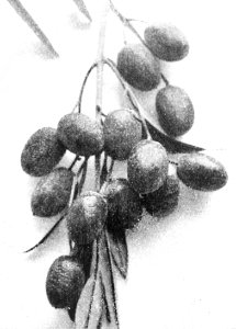 PSM V44 D211 Cluster of uvaria olives