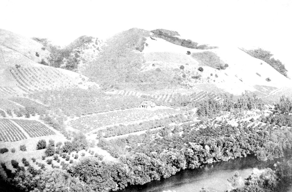 PSM V44 D219 Hillside vines and trees in niles canyon