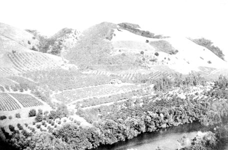 PSM V44 D219 Hillside vines and trees in niles canyon