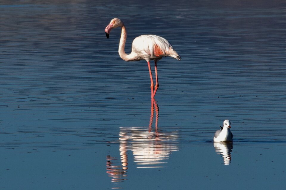 Wildlife lake nature