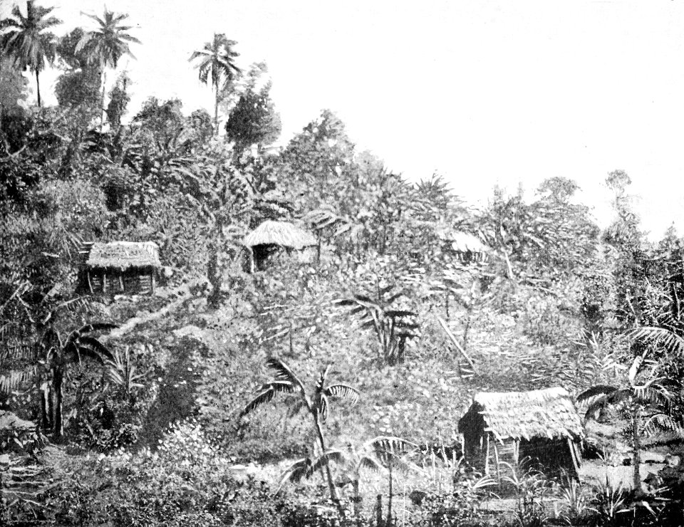 PSM V44 D505 Native hillside homes surrounded by bananas
