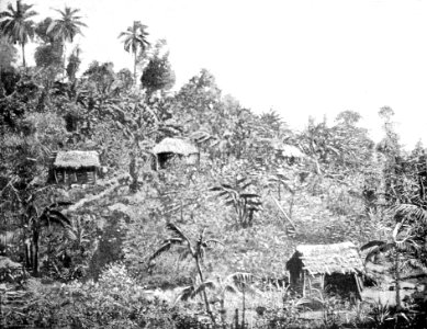 PSM V44 D505 Native hillside homes surrounded by bananas
