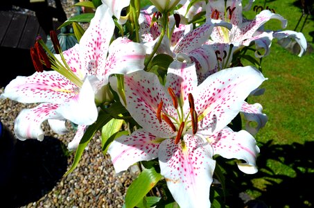 Summer garden blooms
