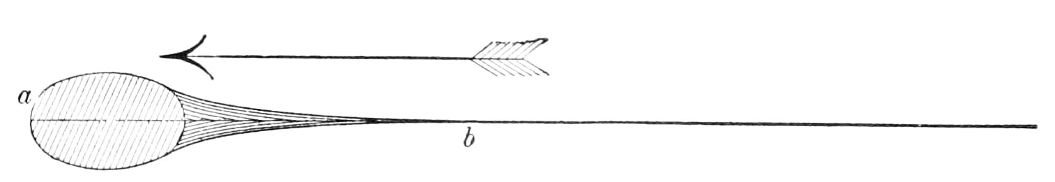 PSM V44 D763 Diagrammatic cross section of a bird wing