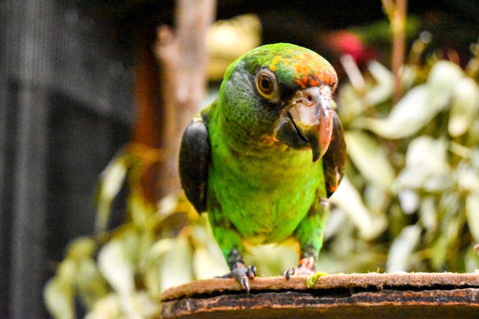 Animal tropical nature