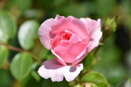 Rosebush leaf petal photo