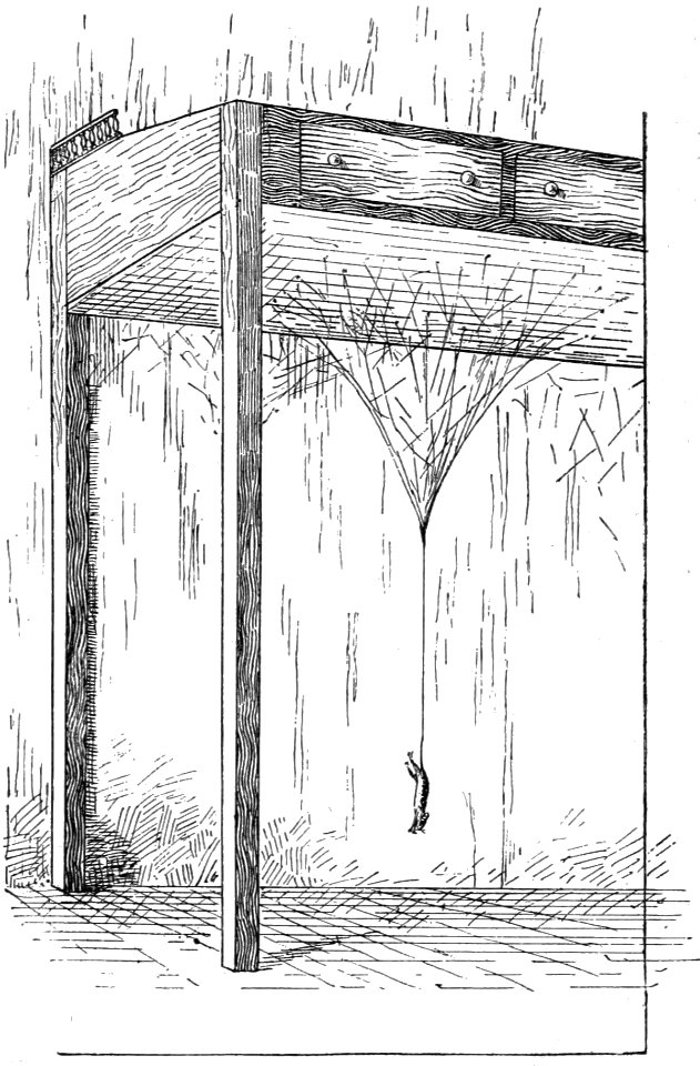PSM V37 D057 Mouse hanging in a spider web