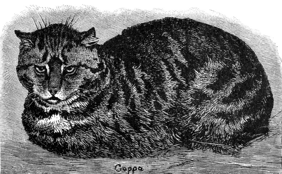 PSM V37 D105 English tabby cat