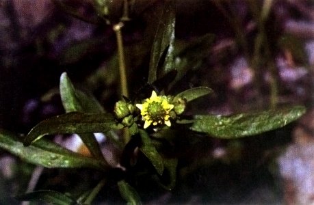 Ranunculus abortivus 003