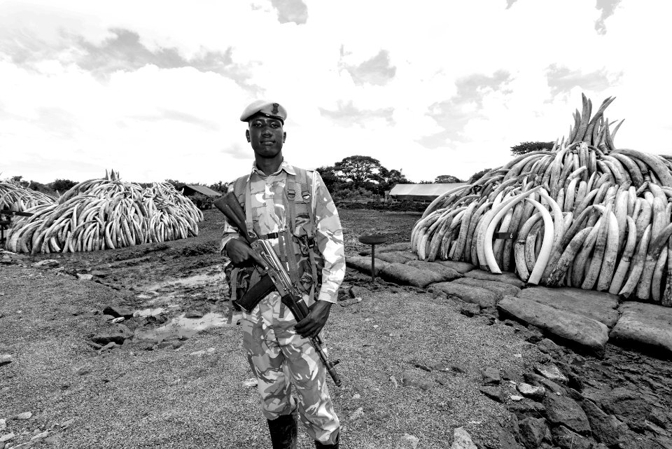 Ranger 2 Ivory burn gray scale (26624915041)
