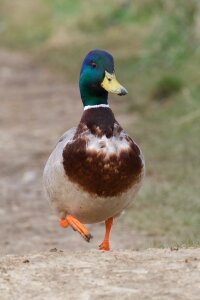 Wildlife nature animal