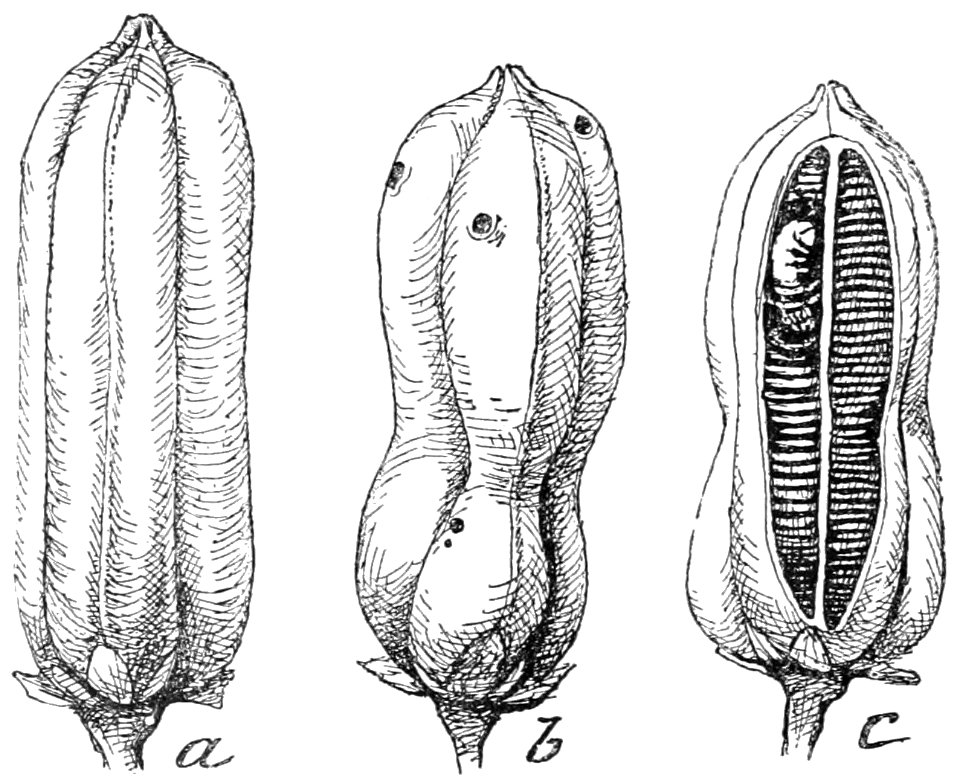 PSM V41 D192 Mature pods of yucca angustifolia