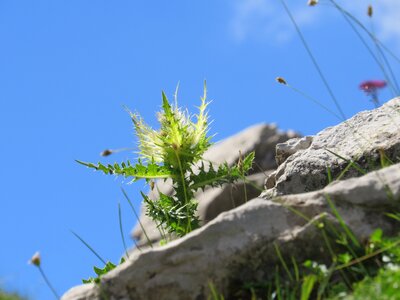 Plant alpine flora photo