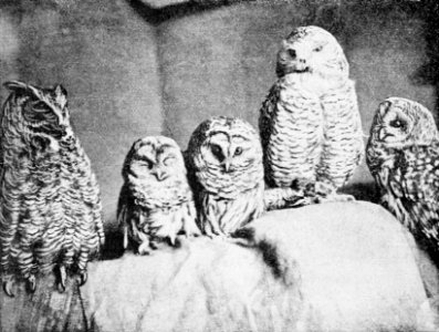 PSM V41 D328 Five different types of owls