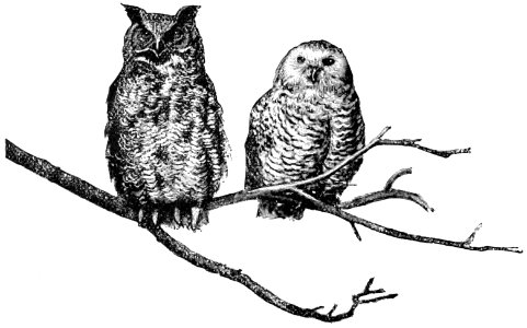 PSM V41 D334 Great horned and snowdon owls