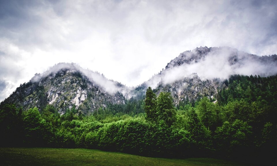 Trees fogs cold