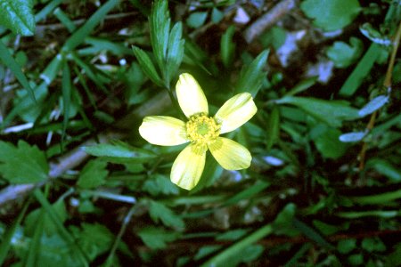 Ranunculus hispidus var nitidus NRCS-1