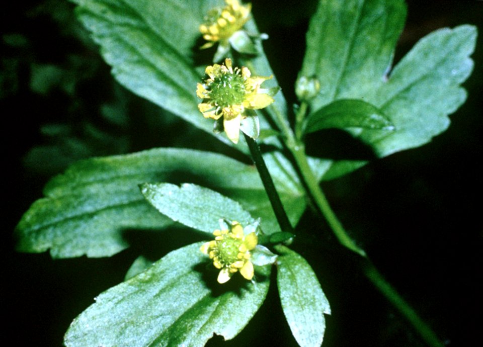 Ranunculus recurvatus NRCS-1