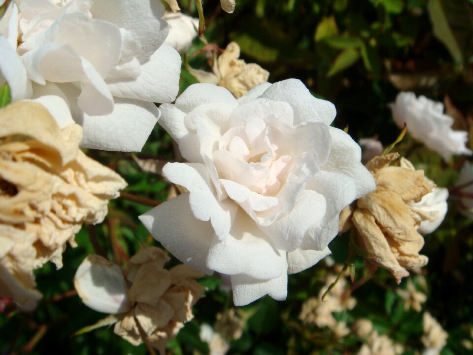Roses white macro