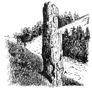 PSM V43 D318 Petrified stumps near yancey east of mammoth springs