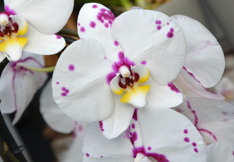 Decorative offer plant