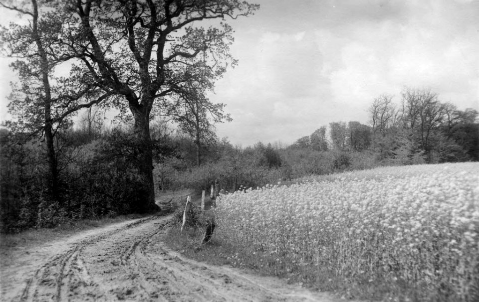 Rapsfeld bei Oppendorf (Kiel 70.267)