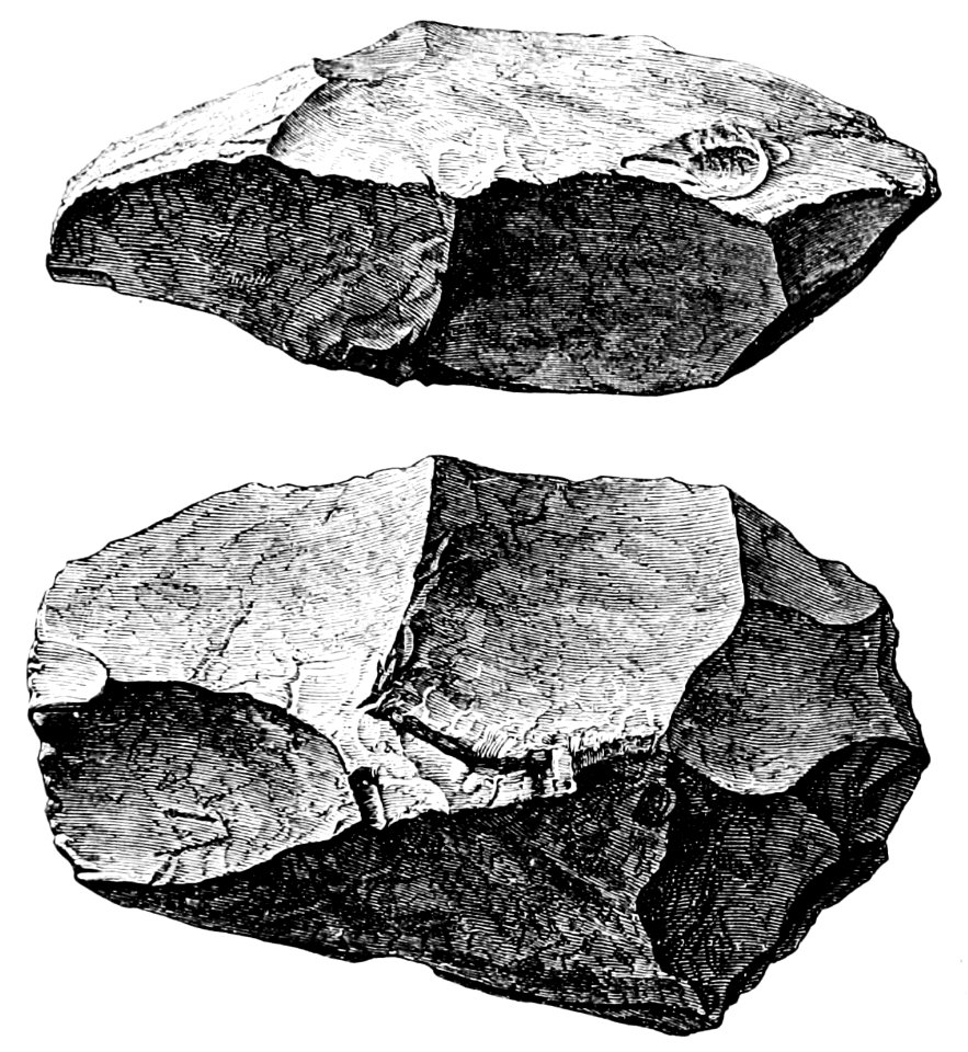 PSM V43 D690 Two views of a specimen from trenton gravels