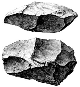 PSM V43 D690 Two views of a specimen from trenton gravels