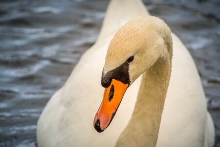 Water bird nature animal world