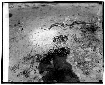 Rattlesnakes LCCN2016828728
