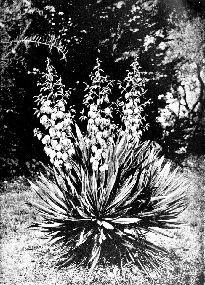 PSM V43 D815 Yucca gloriosa