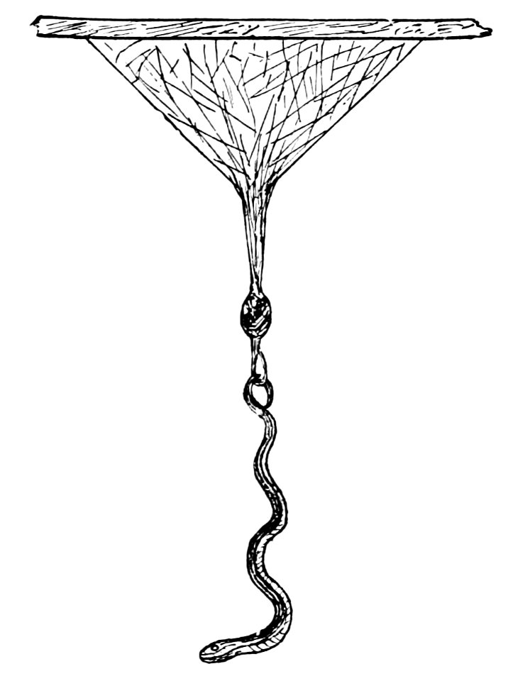 PSM V37 D055 A snake entangled in a spider web
