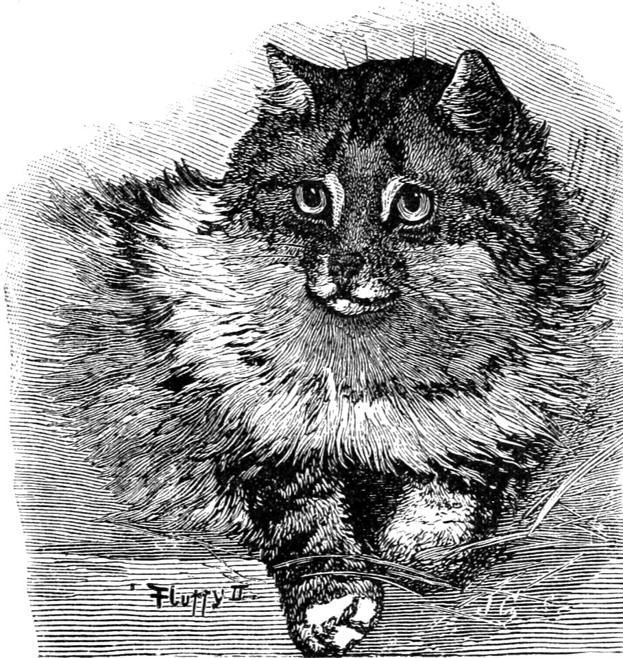 PSM V37 D107 Persian cat at the crystal palace cat show 1886