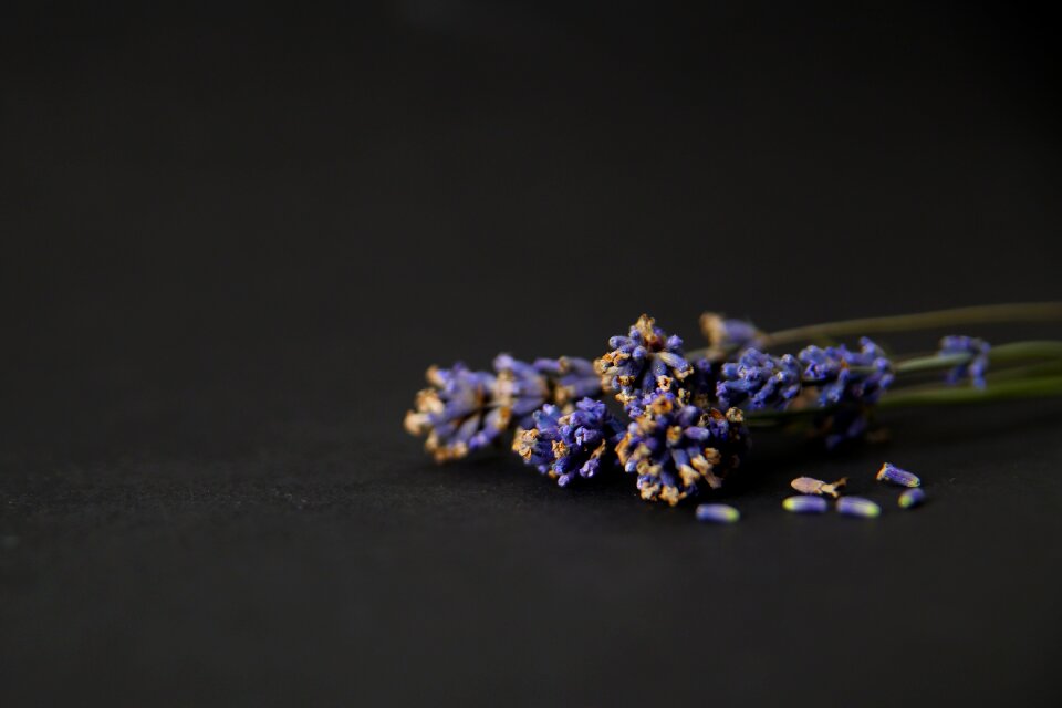 Nature blossom violet